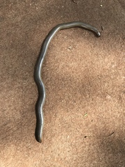 Afrotyphlops mucruso