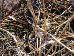 Geomantis larvoides