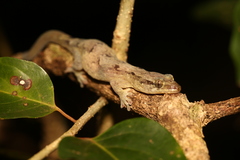 Bavayia cyclura