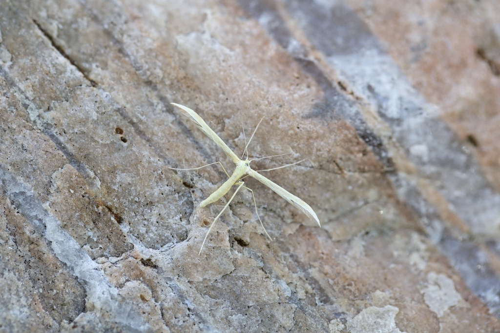 Small Golden-rod Plume