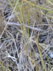 Macronemurus appendiculatus