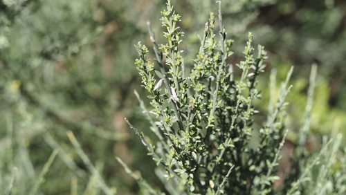 Image of Genista canariensis by (c) Carmen González, some rights reserved (CC BY)