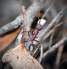 Myrmecia regularis