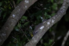 Rhacodactylus leachianus