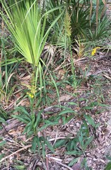 Solidago virgata