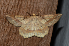 Euchlaena pectinaria