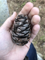 Pinus