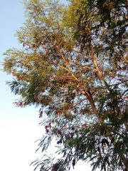Leucaena diversifolia