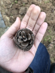 Pinus
