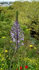 Scilla hyacinthoides