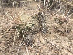 Cylindropuntia tunicata