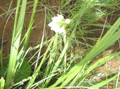 Schizochilus flexuosus