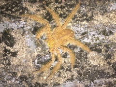 Heteropoda davidbowie