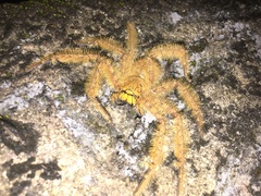 Heteropoda davidbowie