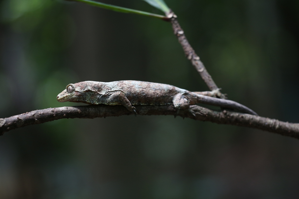 Néhoué River Mossy Gecko