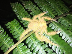 Heteropoda davidbowie