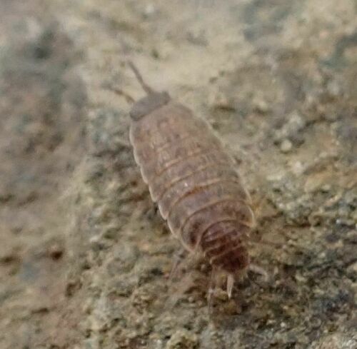 Porcellionides fuscomarmoratus