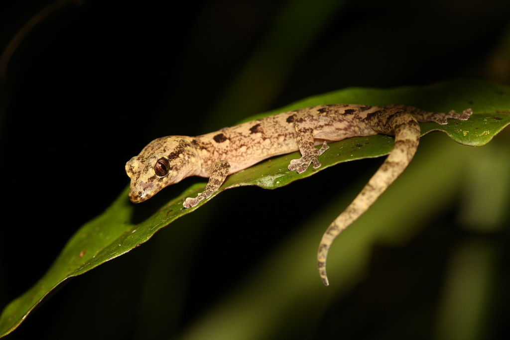 New Caledonian Brown Geckos