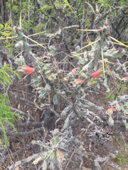Cylindropuntia leptocaulis