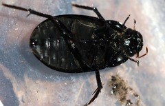 Hydrochara caraboides