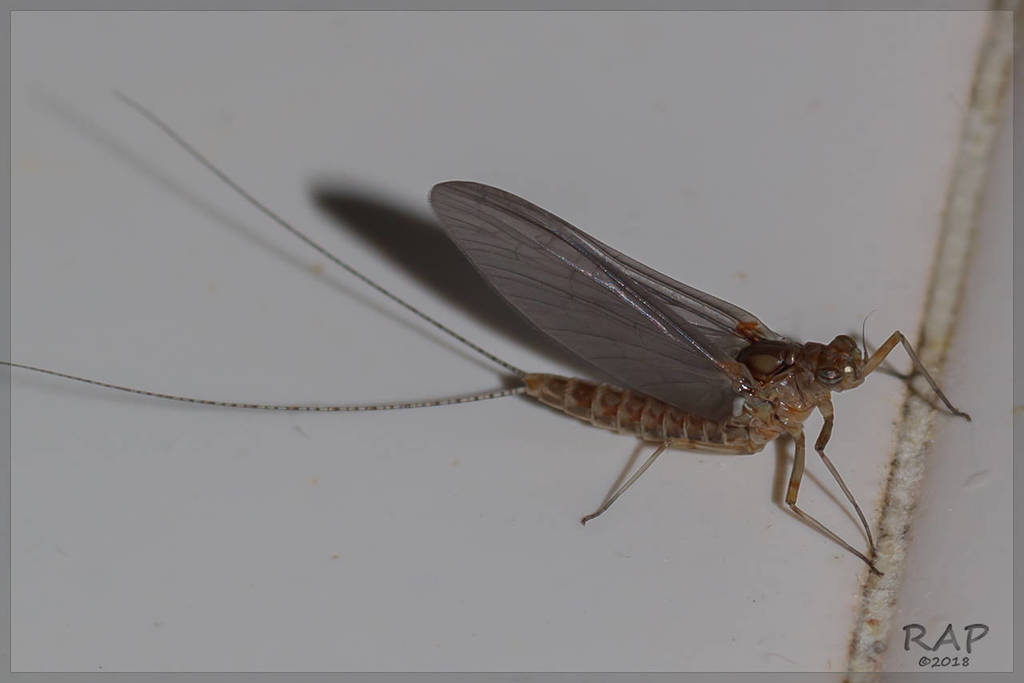 Callibaetis radiatus