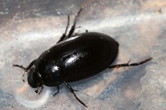 Hydrochara caraboides