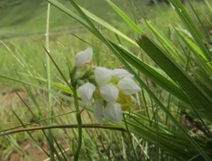 Schizochilus flexuosus