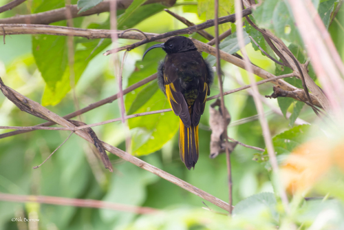 Golden-winged Sunbird