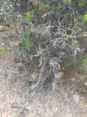 Cylindropuntia leptocaulis