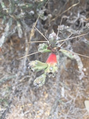 Cylindropuntia leptocaulis