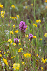 Castilleja densiflora