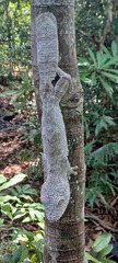 Henkel's Leaf-Tailed Gecko photo 3
