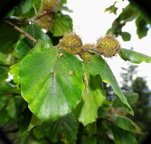 European beech