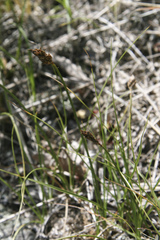 Carex duriuscula