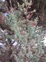 Cupressaceae