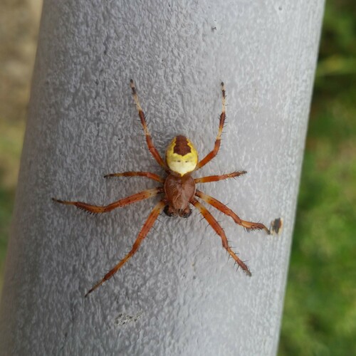 križiak dvojfarebný (Araneus marmoreus)