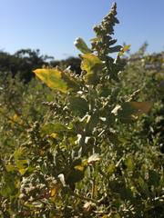 Atriplex lentiformis breweri