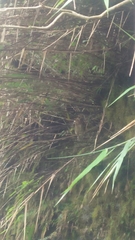 Otus spilocephalus hambroecki