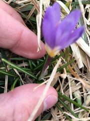 Crocus sublimis
