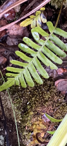 Polypodium pellucidum observed 2023-11-16