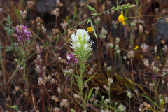 Castilleja densiflora
