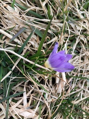 Crocus sublimis