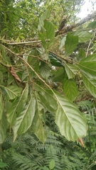 Lithocarpus corneus