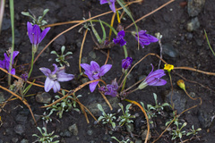 Brodiaea
