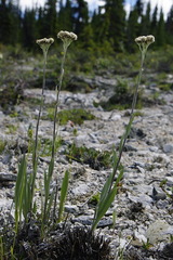 Antennaria pulcherrima