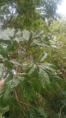 Lithocarpus corneus