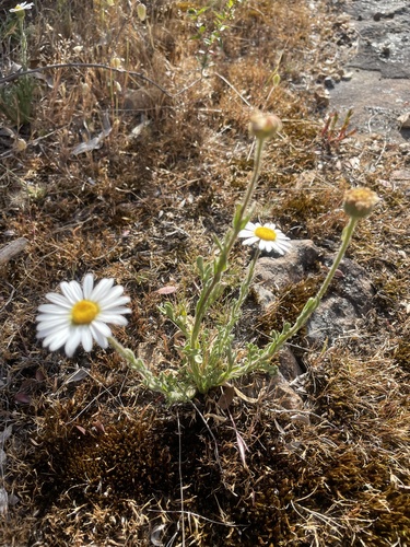 Brachyscome diversifolia, photograph 2