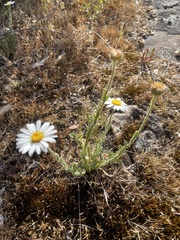 author not stated, no rights reserved Brachyscome diversifolia, photograph author not stated, no rights reserved