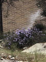 Globularia alypum