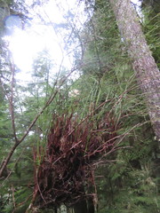 Calyptospora columnaris